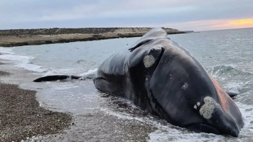 Provincia trabaja en la disposición de ejemplares de ballenas hallados en Península Valdés