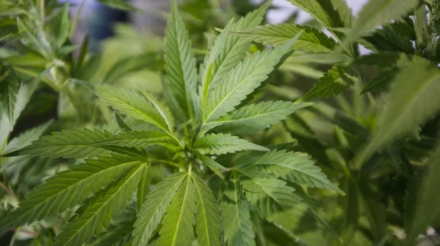 new-canadian-cannabis-excise-tax-rules-to-reduce-v0-YiRH8GxczvMw15OBMbOgeqHXGkqwchda8q32NToTPU0