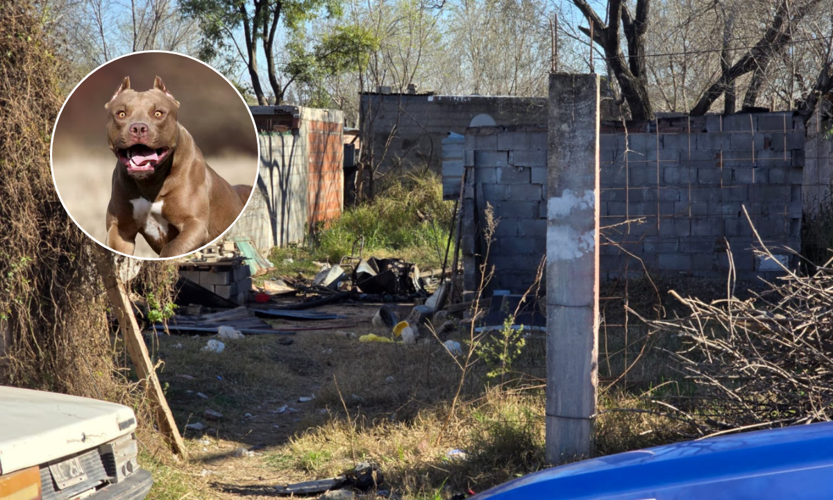 Tragedia en Córdoba: murió un niño de 3 años tras el ataque de un pitbull Tragedia en Córdoba: murió un niño de 3 años tras el ataque de un pitbull
