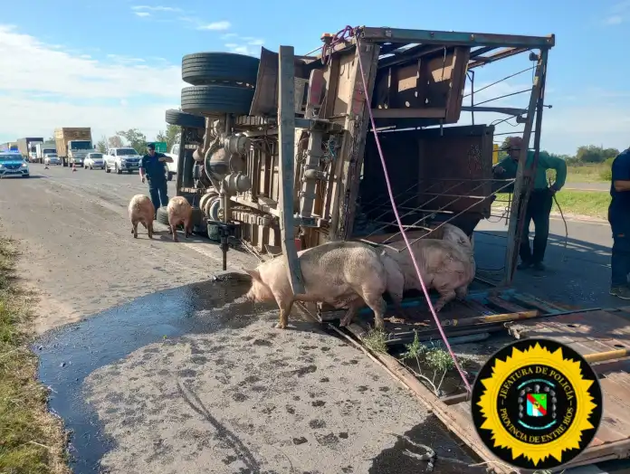 Autovía Artigas: Volcó un camión con cerdos y varios animales murieron.