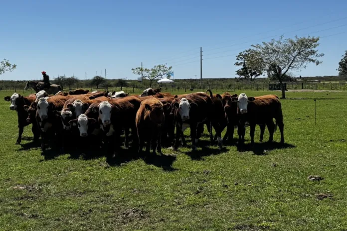 Investigan a un veterinario de Colón por posible defraudación en la desaparición de 500 vacunos.