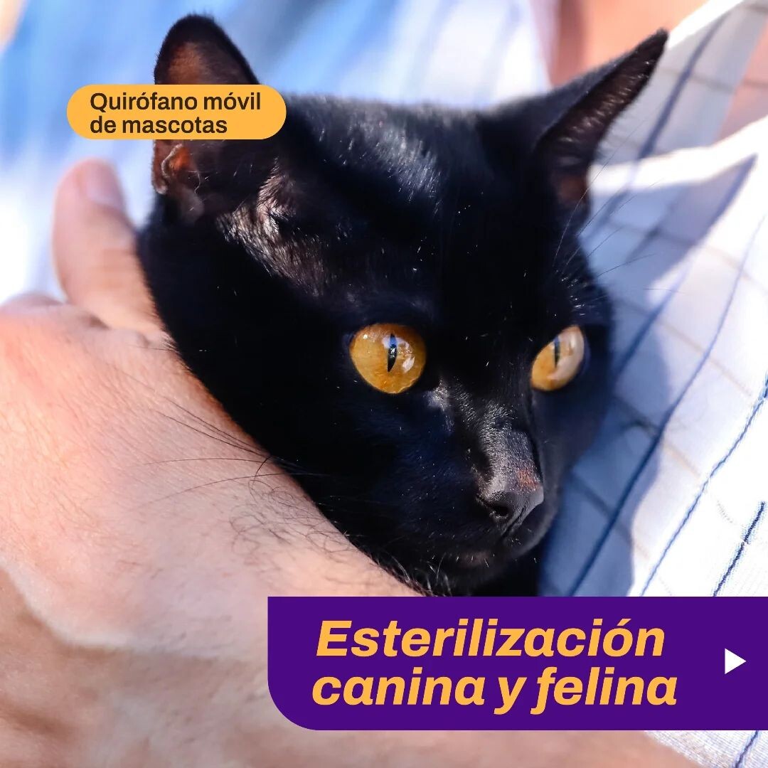 El Quirófano Móvil de Mascotas tiene nuevas fechas para castración gratuita en la Ciudad de San Juan