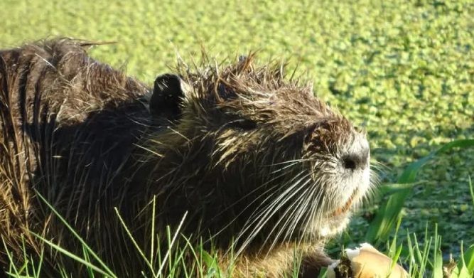 Autorizan caza masiva de nutrias y acusan al gobierno provincial de desproteger la fauna.
