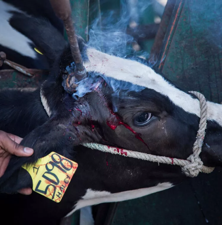 El ciclo de maltrato en la industria láctea