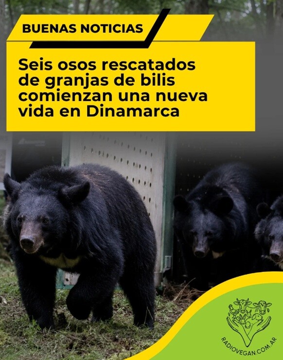 osos.jpg Rescatan osos en Corea del Sur