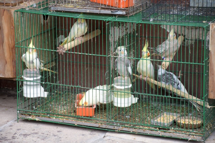 pajaritos.jpg pajaritos.jpg