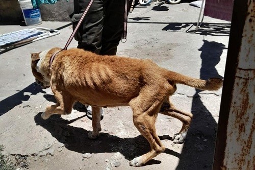 perro maltratado 2.jfif perro maltratado 2.jfif