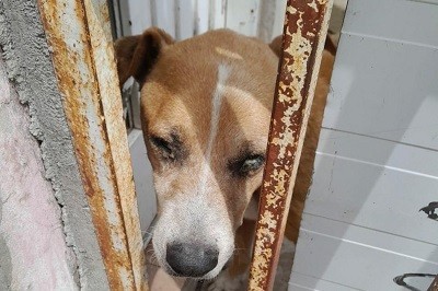 Sancionaron con casi medio millón de pesos a un vecino por maltrato animal