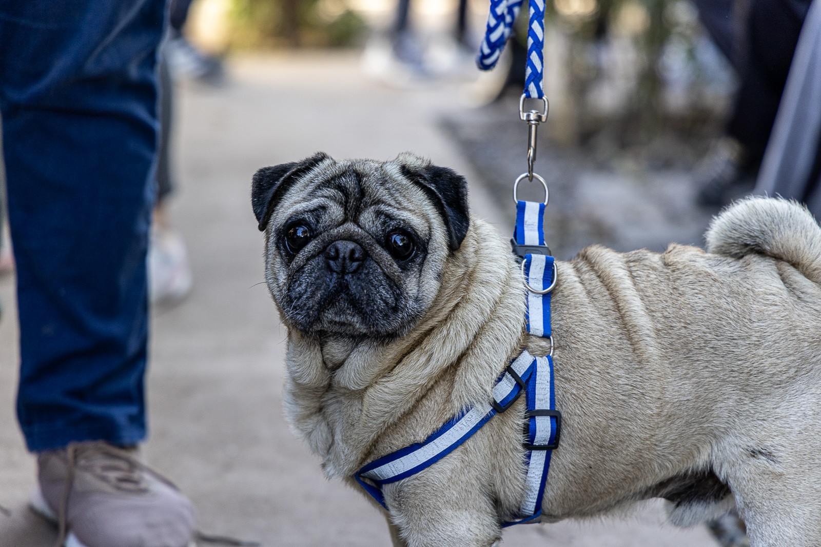 perro.jpg perro.jpg