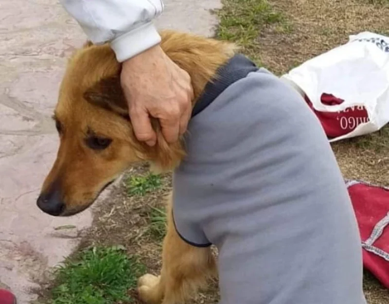 Lanzan campaña solidaria para ayudar a animales en situación de calle ante la llegada del frío