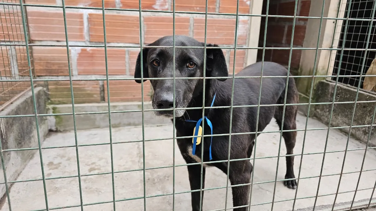 perros-extraviados-milagro-3.webp