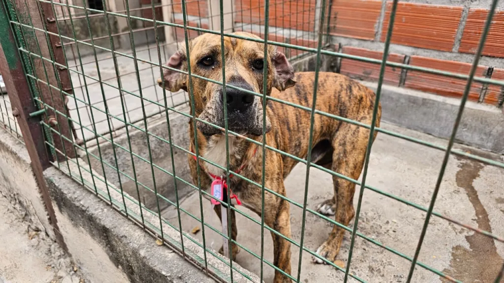 Milagro 2026: lanzan una campaña para evitar el extravío de perros durante las peregrinaciones