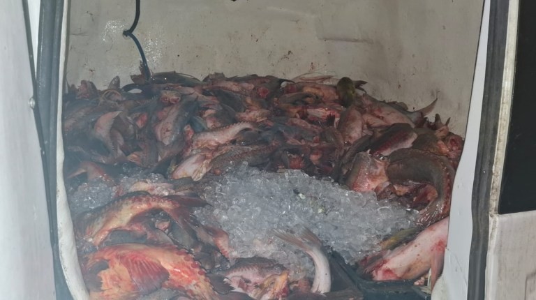 pescado-secuestrado-victoria.jpeg Secuestraron 120 kilos de dorados en Entre Ríos, pescados a pesar de la veda