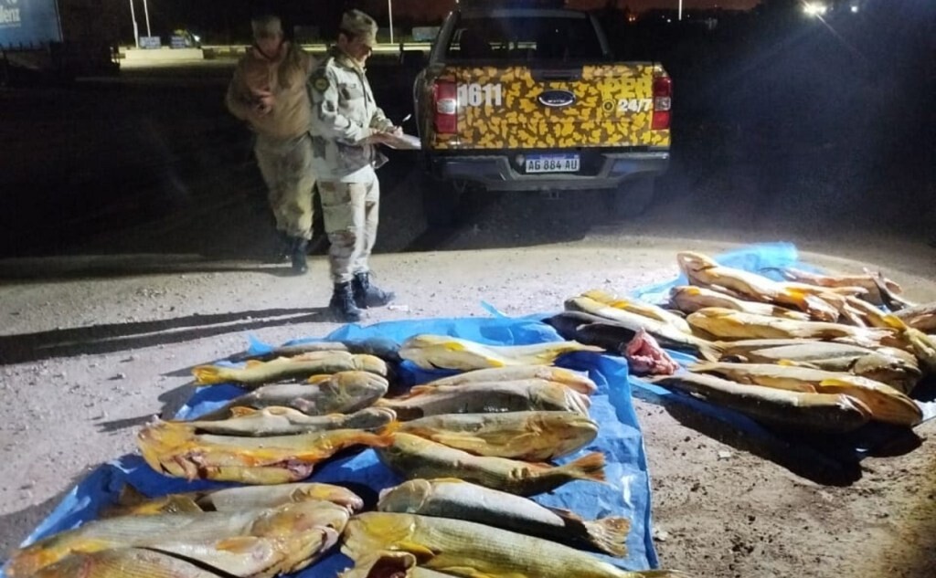 pescado-secuestro.jpg Decomisaron más de 400 kilos de pescado en Villaguay