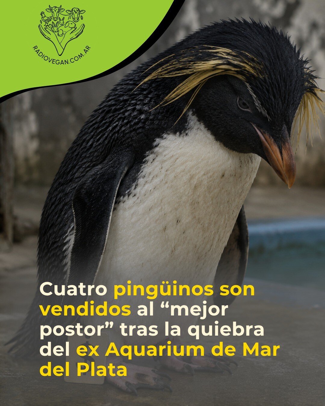 PONEN A LA VENTA PINGÜINOS DE EX ACUARIO