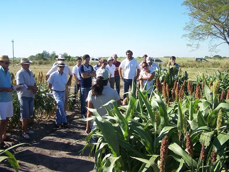 plantacion.webp Alerta en el INTA: «Vamos a dejar de hacer lo que necesitan el país y los pequeños productores»