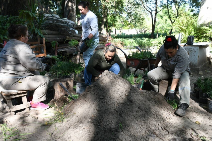 plantando.jpg