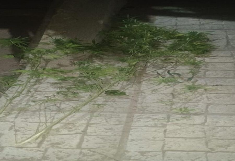 plantas1458f63ed4c95611