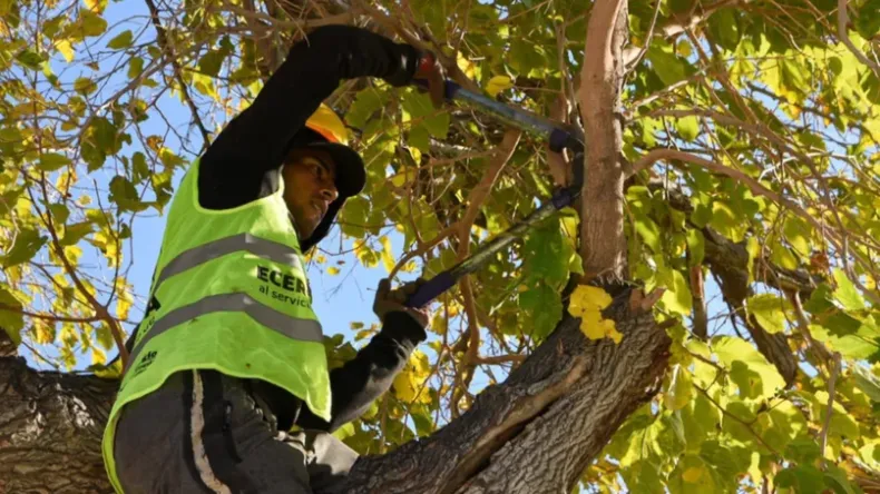 Desde este lunes el municipio de Rivadavia comienzo el Operativo Integral de Arbolado