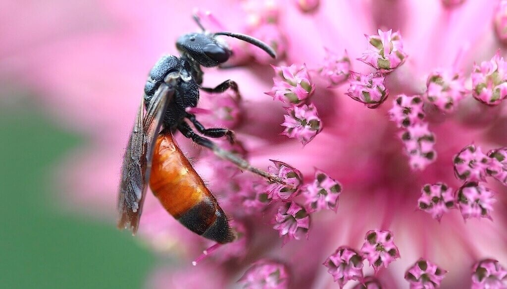 La biodiversidad como insumo: un estudio global reveló una nueva clave para cuidar los polinizadores