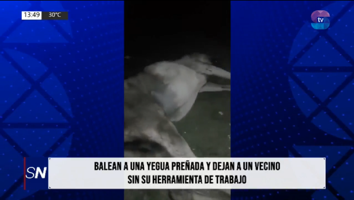 portada yegua baleada.png Un tiro, dos muertes y una familia sin trabajo: balearon una yegua preñada