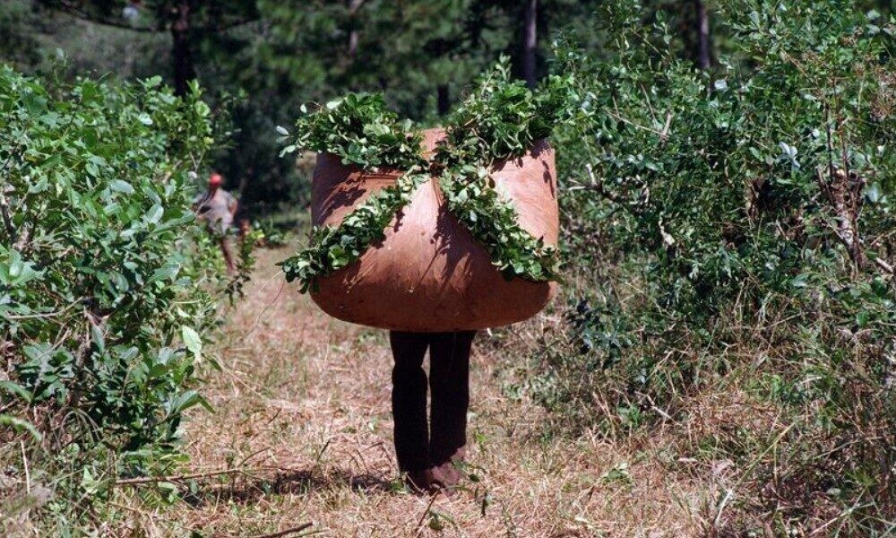 portada-yerba-mate-1000x600.jpg