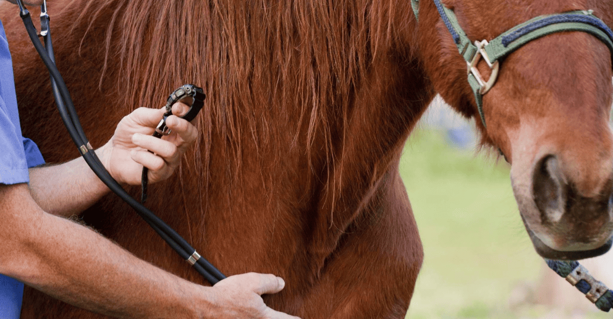 San Martín dicta charla sobre primeros auxilios en caballos
