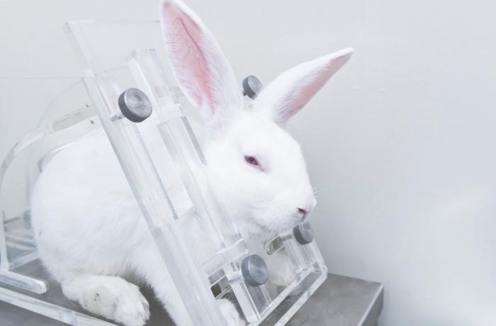 Una victoria histórica para los animales tras más de una década de lucha y movilización ciudadana.