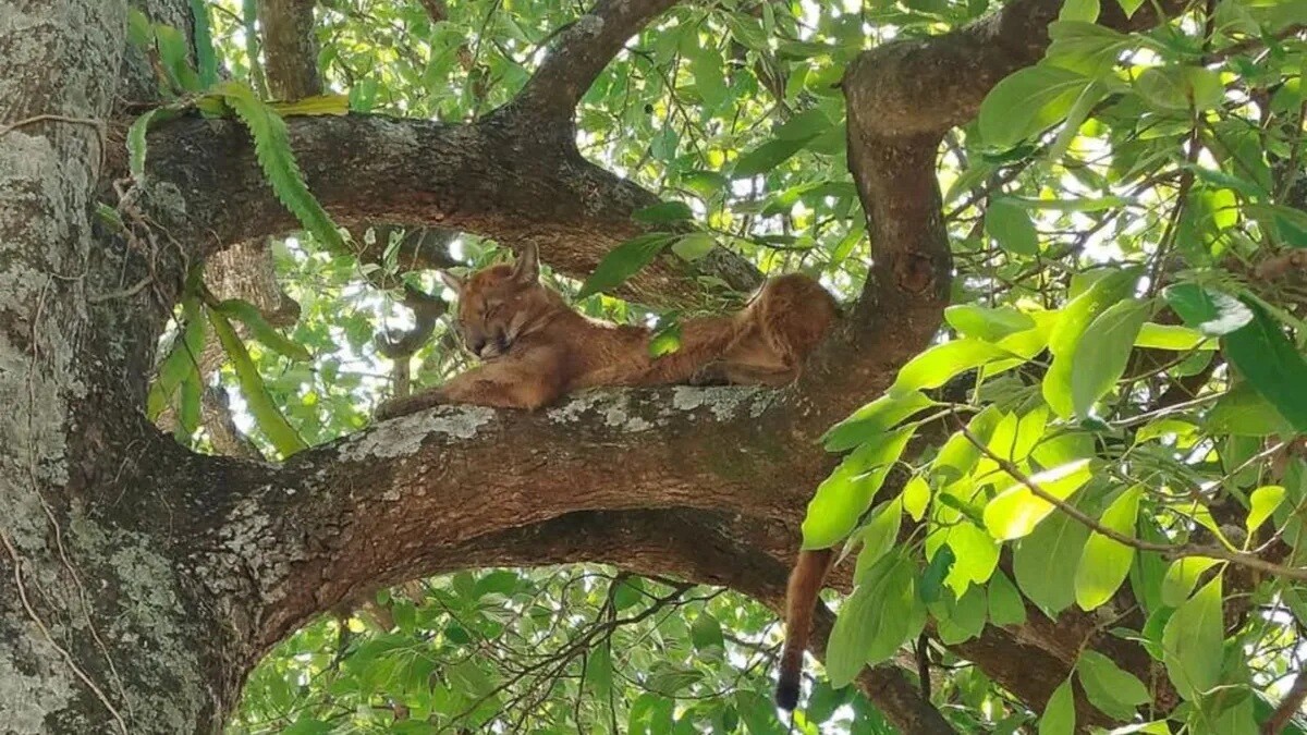puma-cayasta.jpg Cayastá: encontraron un segundo puma trepado a un árbol durante el fin de semana largo