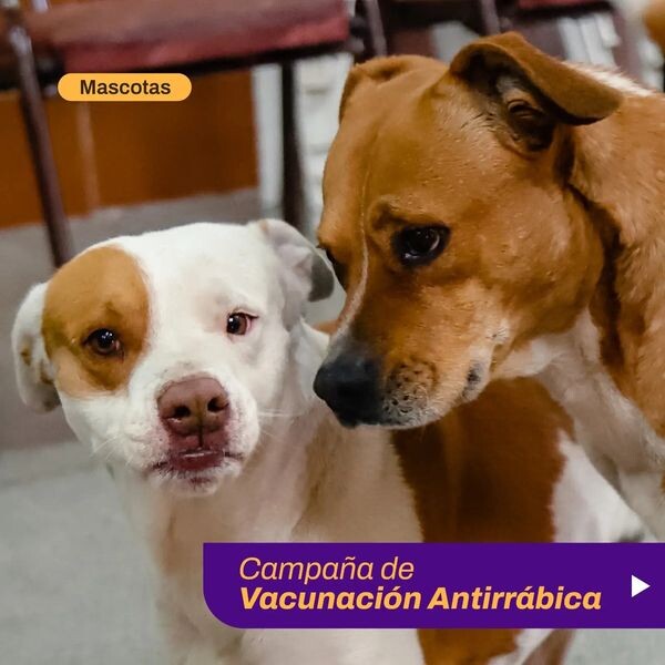 El municipio de la Ciudad de San Juan informo las nuevas fechas para la vacunación antirrábica