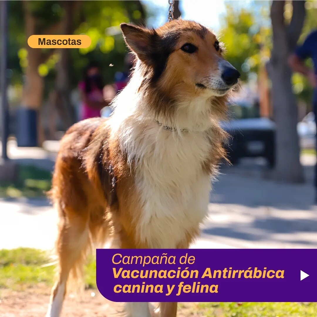 La Municipalidad de la Ciudad de San Juan invita a los vecinos a acercar a sus mascotas para recibir la vacuna antirrábica gratuita