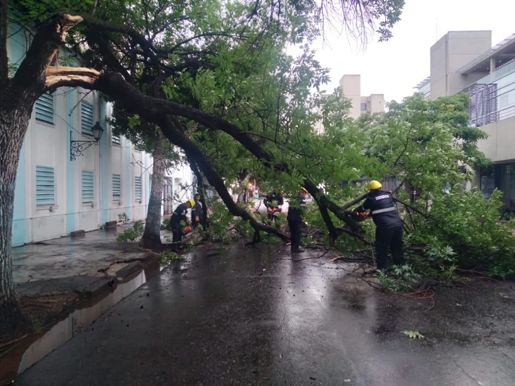 ramas-caidas-vicente-lopez-2-1024x768.webp El sistema de Emergencias 105 registró seis incidentes durante la tormenta