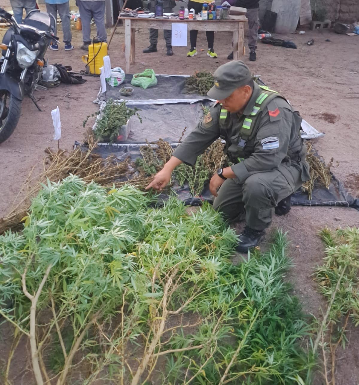 secuestro-plantas-marihuana-2.jpeg secuestro-plantas-marihuana-2.jpeg