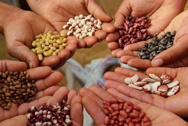 San Martín impulsa la agricultura familiar con entrega de semillas gratuitas