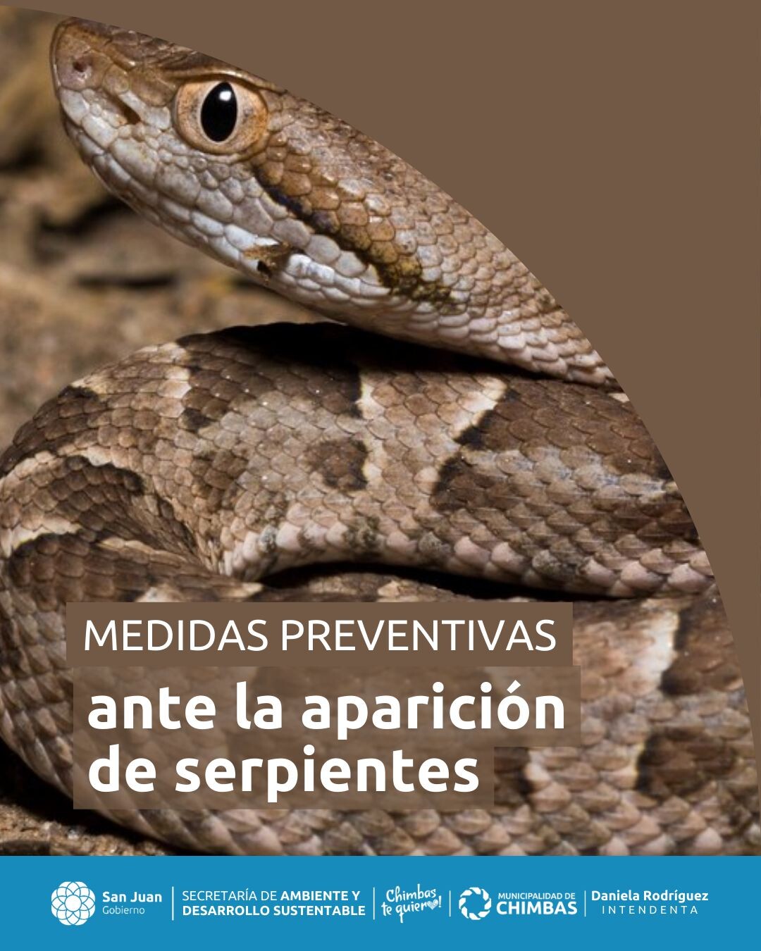 El municipio de Chimbas dio a conocer medidas preventivas ante al aparición de serpientes.
