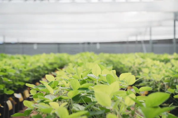 Con más rinde: el líder en soja presenta cinco nuevas variedades y esperan superar las 5 millones de hectáreas en Sembrá Evolución