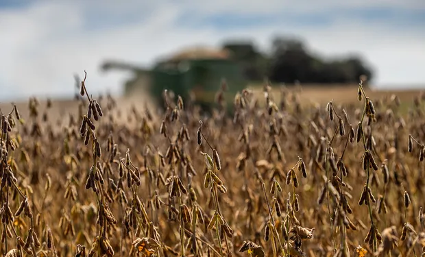 Los cambios que impactan al precio de la soja y abren nuevas oportunidades para Argentina