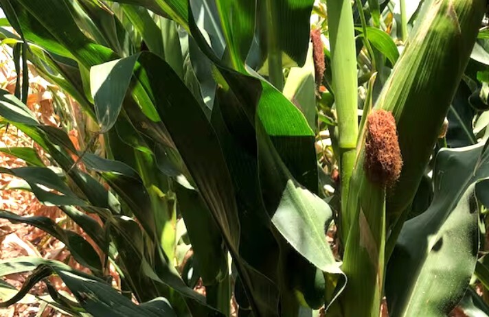 El listado de los 24 productos autorizados para el control en maíz