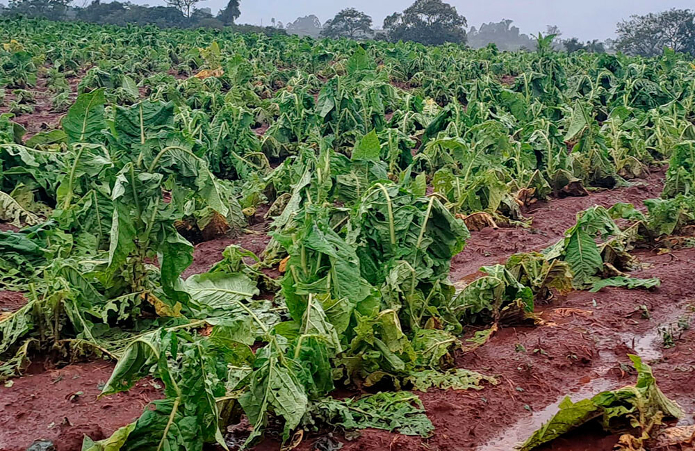 Tormentas golpean con fuerza a las chacras misioneras: relevan daños y activan asistencia en territorio