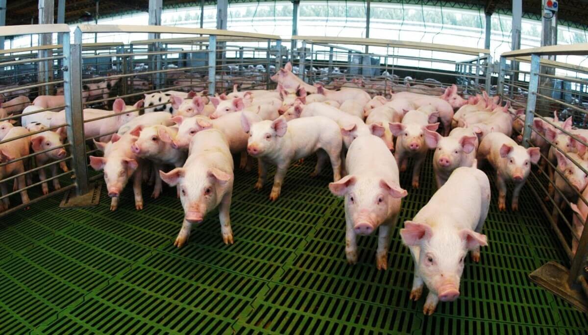 El cerdo se alimenta de financiamiento: casi $ 14.000 millones otorgados en créditos a valor capón