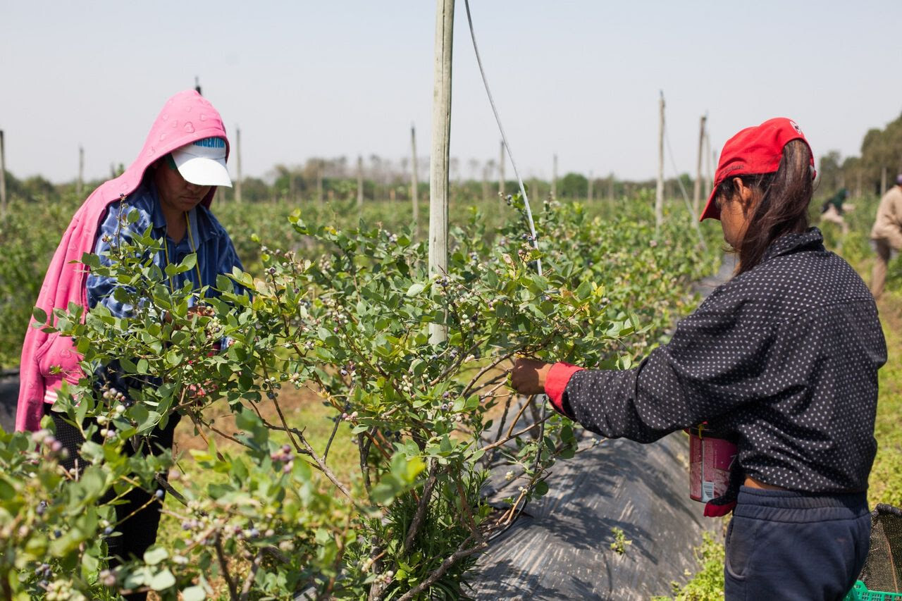 Todos los trabajadores y trabajadoras rurales ya pueden inscribirse en el Programa de Empleo Rural del RENATRE