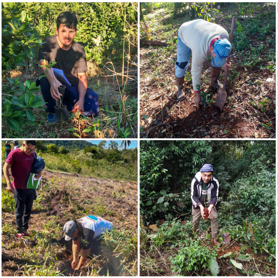 Más de 200.000 árboles para la selva misionera