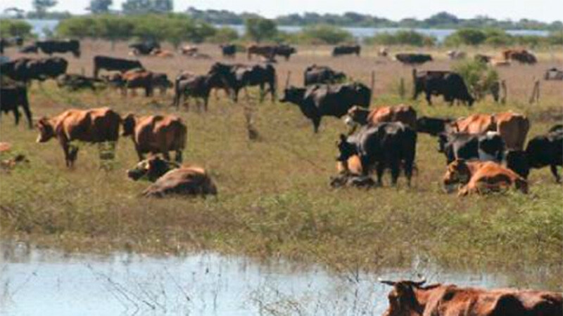 Productores advierten por El Niño: preocupa una crecida del Paraná y ya preparan el traslado del ganado de las islas