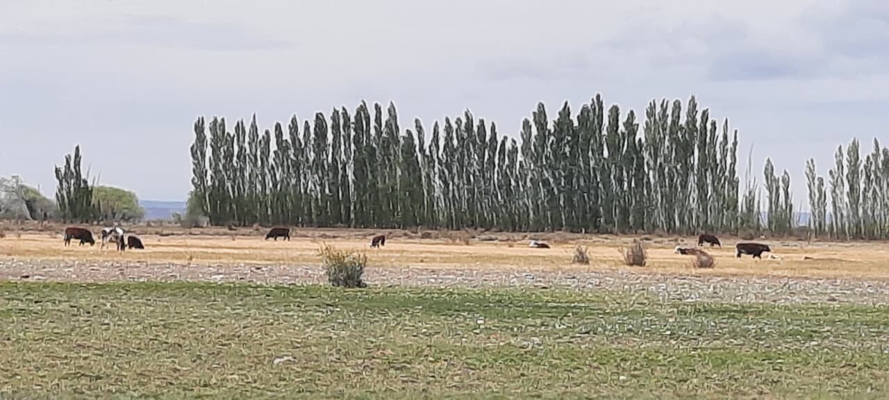 vacas.jpeg