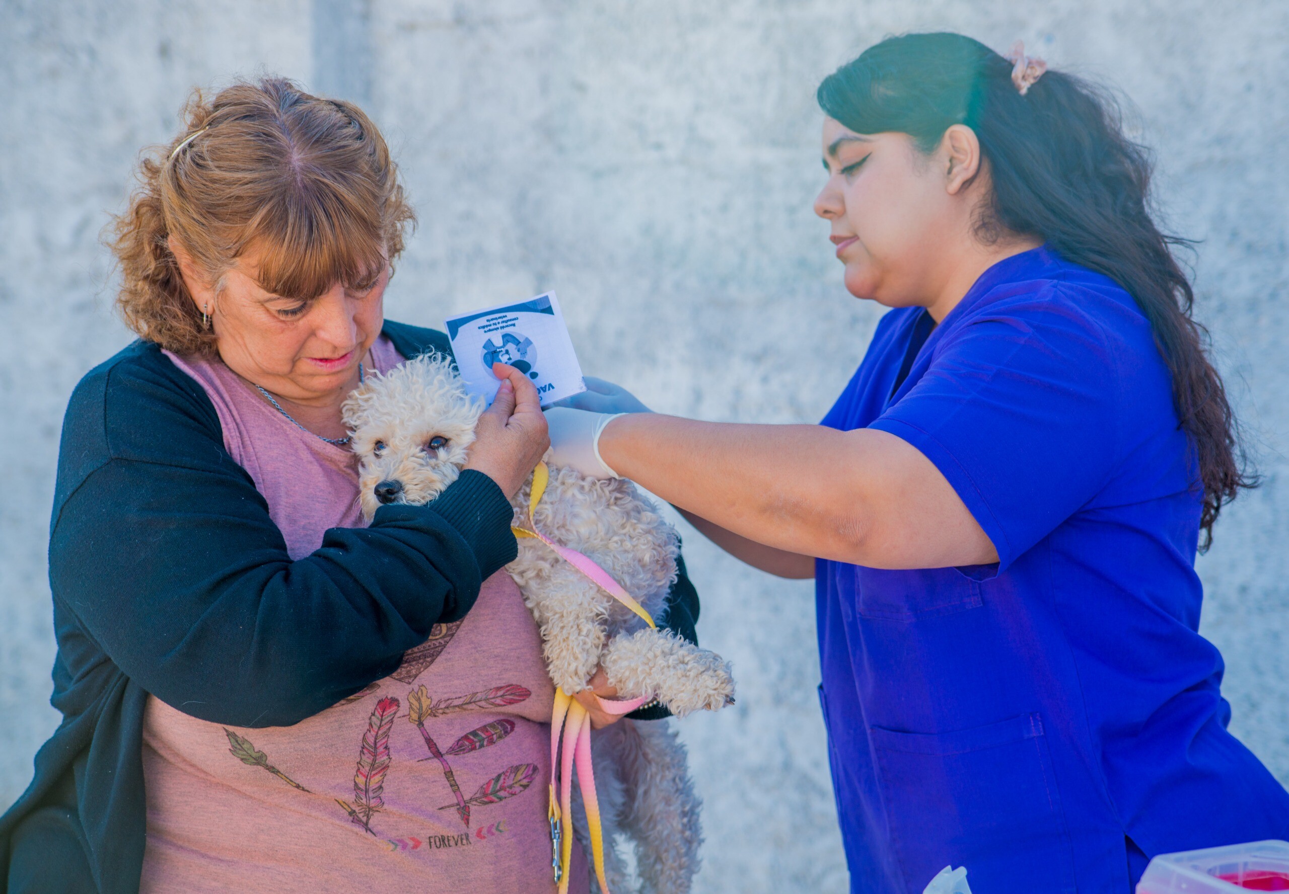 RIVADAVIA: en 2025 se realizaron más de 1500 esterilizaciones y vacunaciones en quirófano y operativos municipales