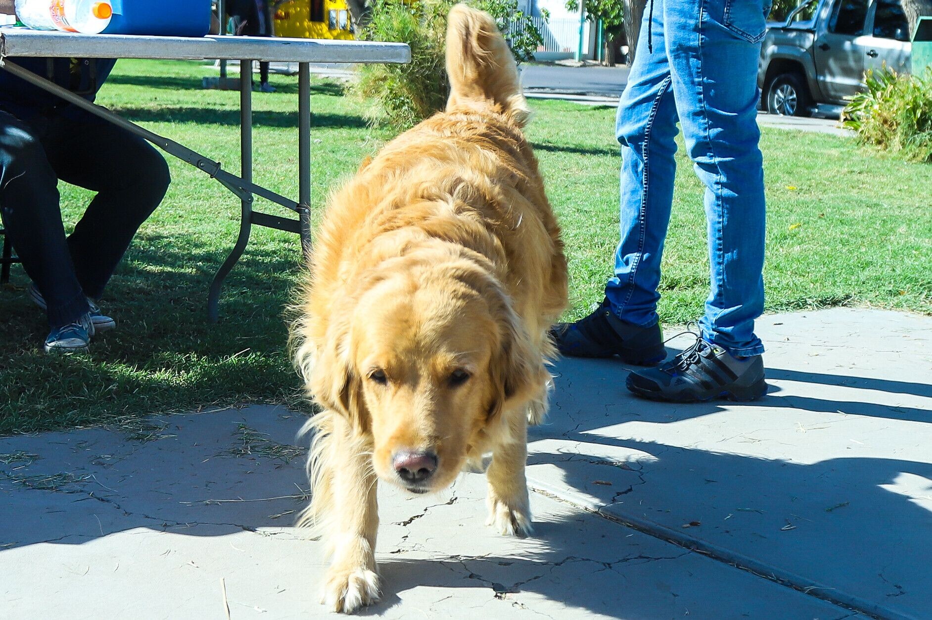 CIUDAD: hoy viernes vacunación antirrábica gratuita para perros y gatos en Villa Juan Jufré