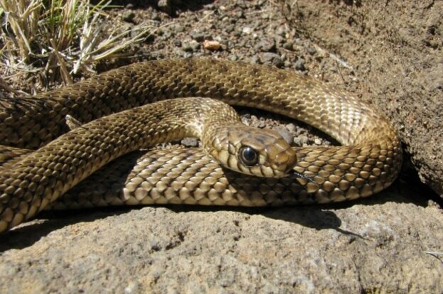 viboras