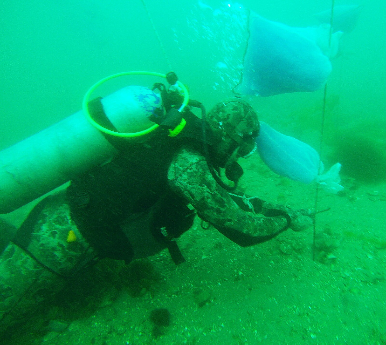 Pesca: Se dio inicio al primer proyecto de investigación sobre captación y repoblamiento de Vieira Tehuelche en el Golfo San José