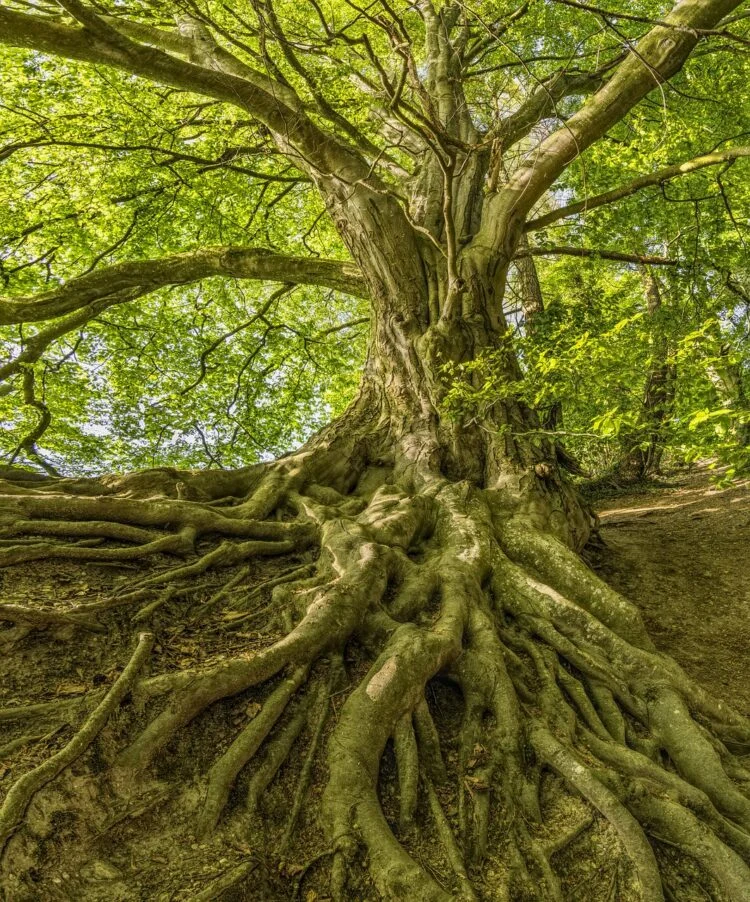 ¿El secreto de la resistencia al cambio climático está en las hojas finas y las raíces profundas?