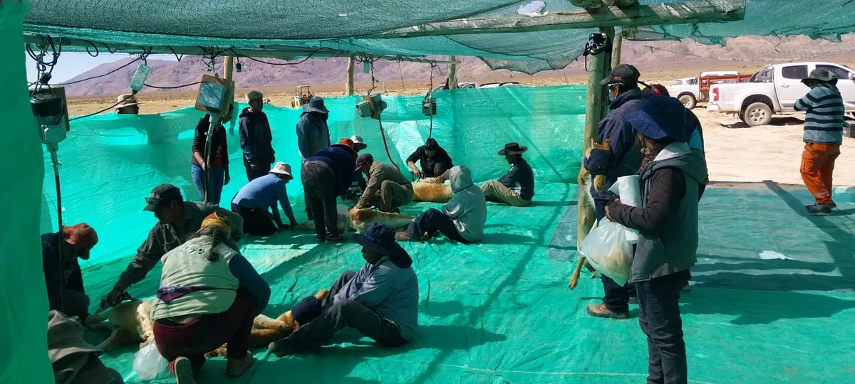 Exitosas esquilas de vicuñas en el departamento Yavi